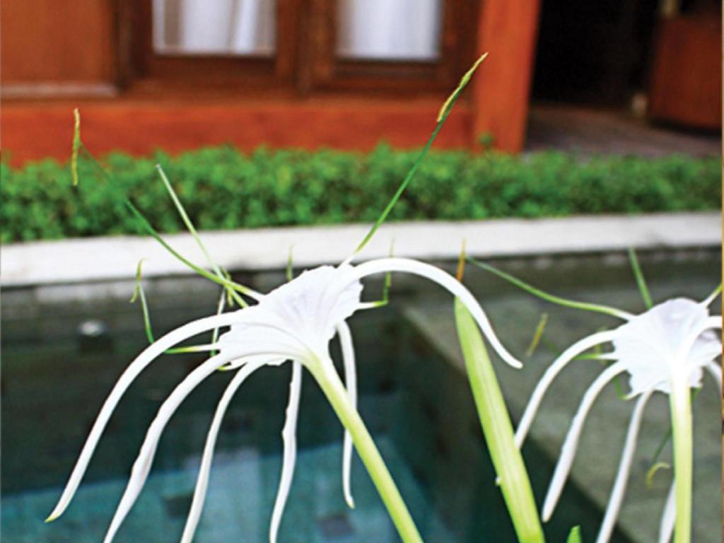 The Edelweiss Hideaway Villa Solo Exterior photo